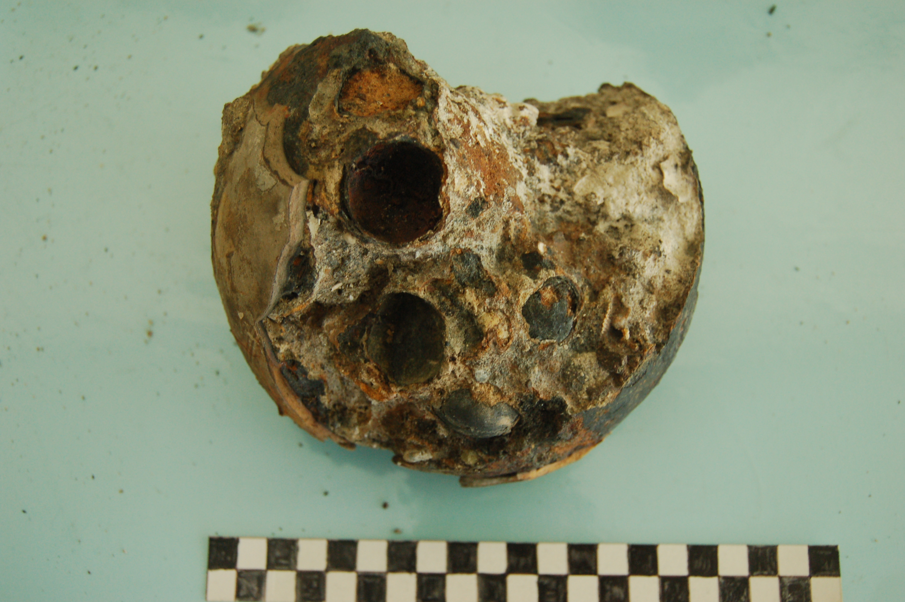 Candle-nuts embedded in the same concretion.